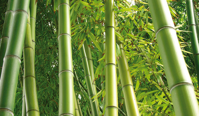 Umweltfreundlicher Bettwarenhersteller – Bambusstoffe – Baumwollstoffe – Tencel-Stoffe – Bio-Stoffe – Private Label-Bettwaren – Danican Bedding